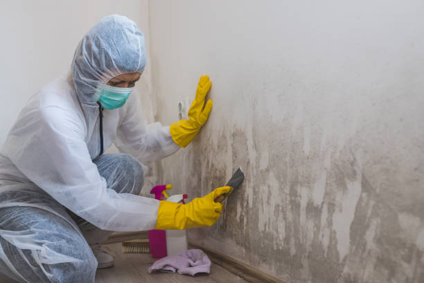 Best Mold Remediation for Healthcare Facilities  in Robins, IA