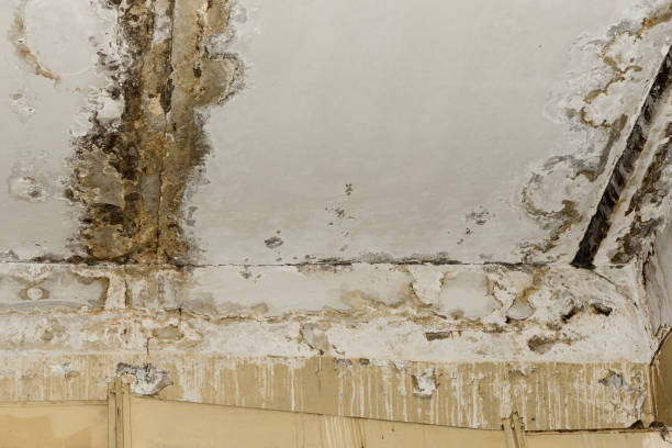 Best Basement Mold Removal  in Robins, IA
