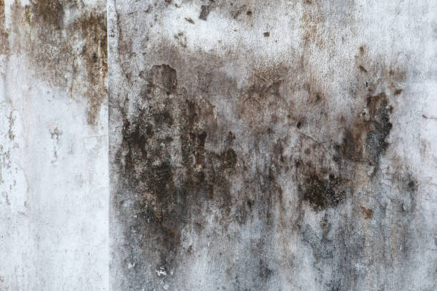 Best Indoor Air Quality Assessment  in Robins, IA