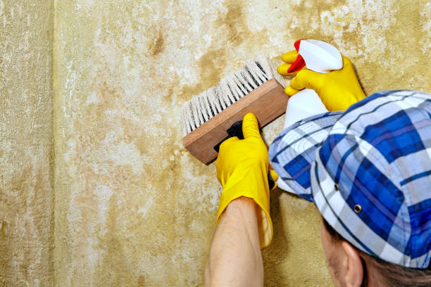 Best HVAC Mold Inspection and Cleaning  in Robins, IA