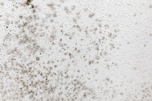 Best Dehumidification Services  in Robins, IA