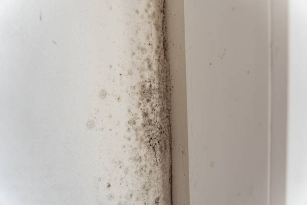 Best Mold Odor Removal Services  in Robins, IA